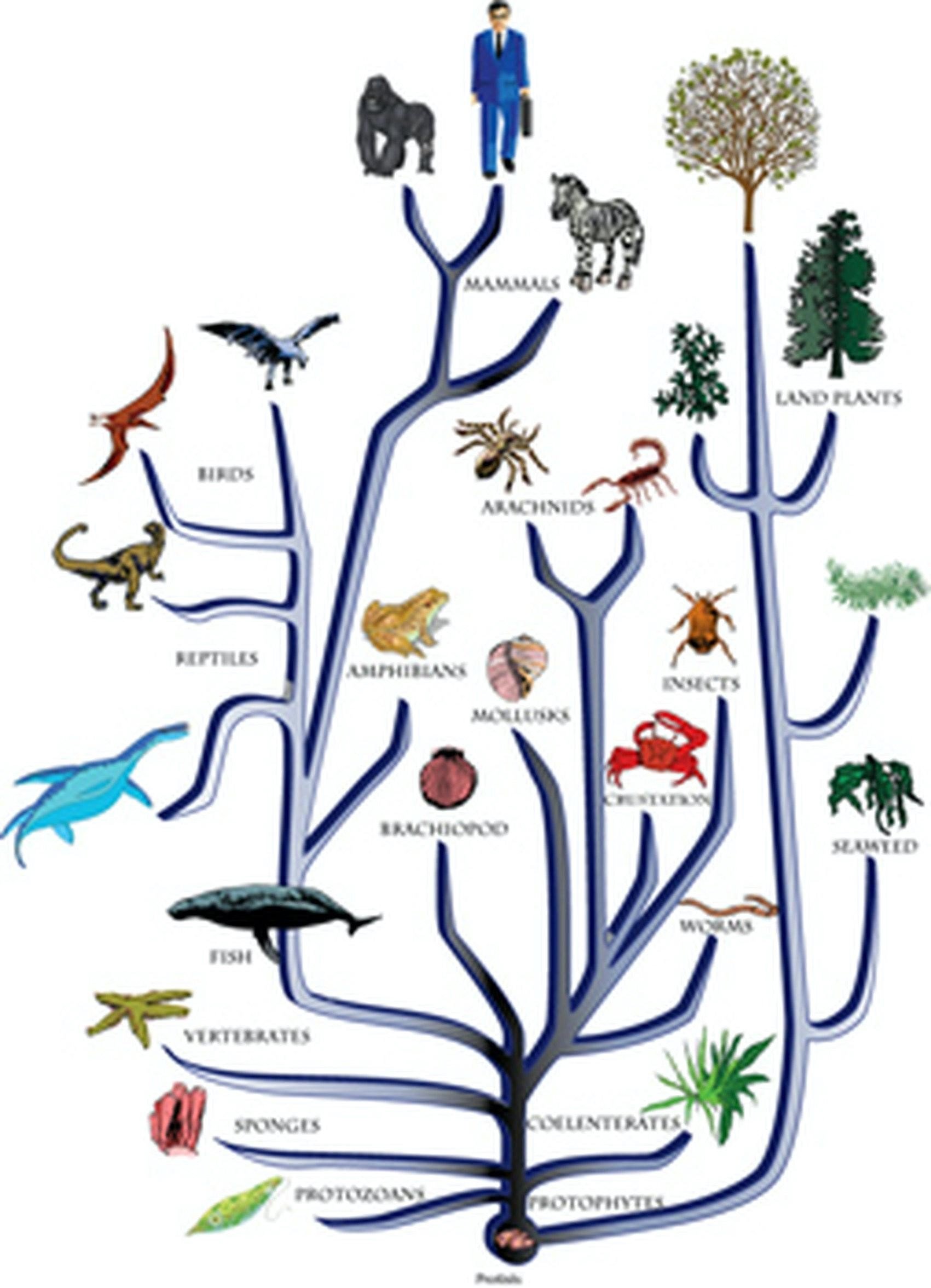 Evolutionary Biology