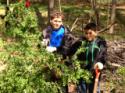 non-native invasive plant removal 1