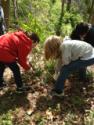 non-native invasive plant removal